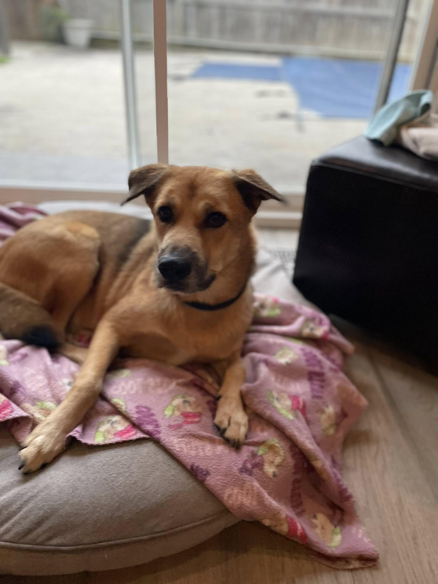 Enlarge Mateo, a Adoptable mixed breed in Woodstock, ON image 4/6