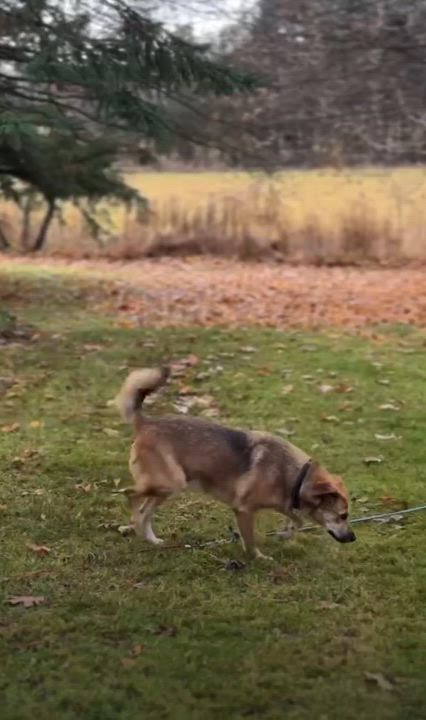 Enlarge Mateo, a Adoptable mixed breed in Woodstock, ON video 3/6