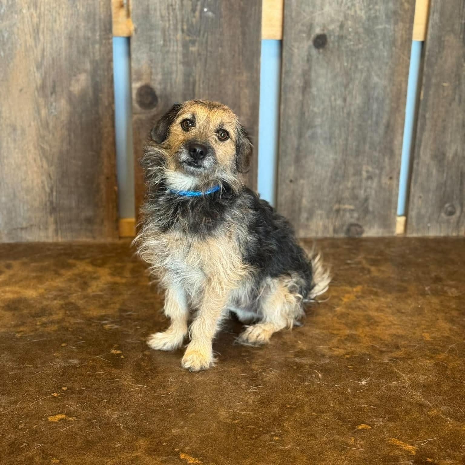 PETIE 425, Adoptable, Young Male Yorkshire Terrier.
