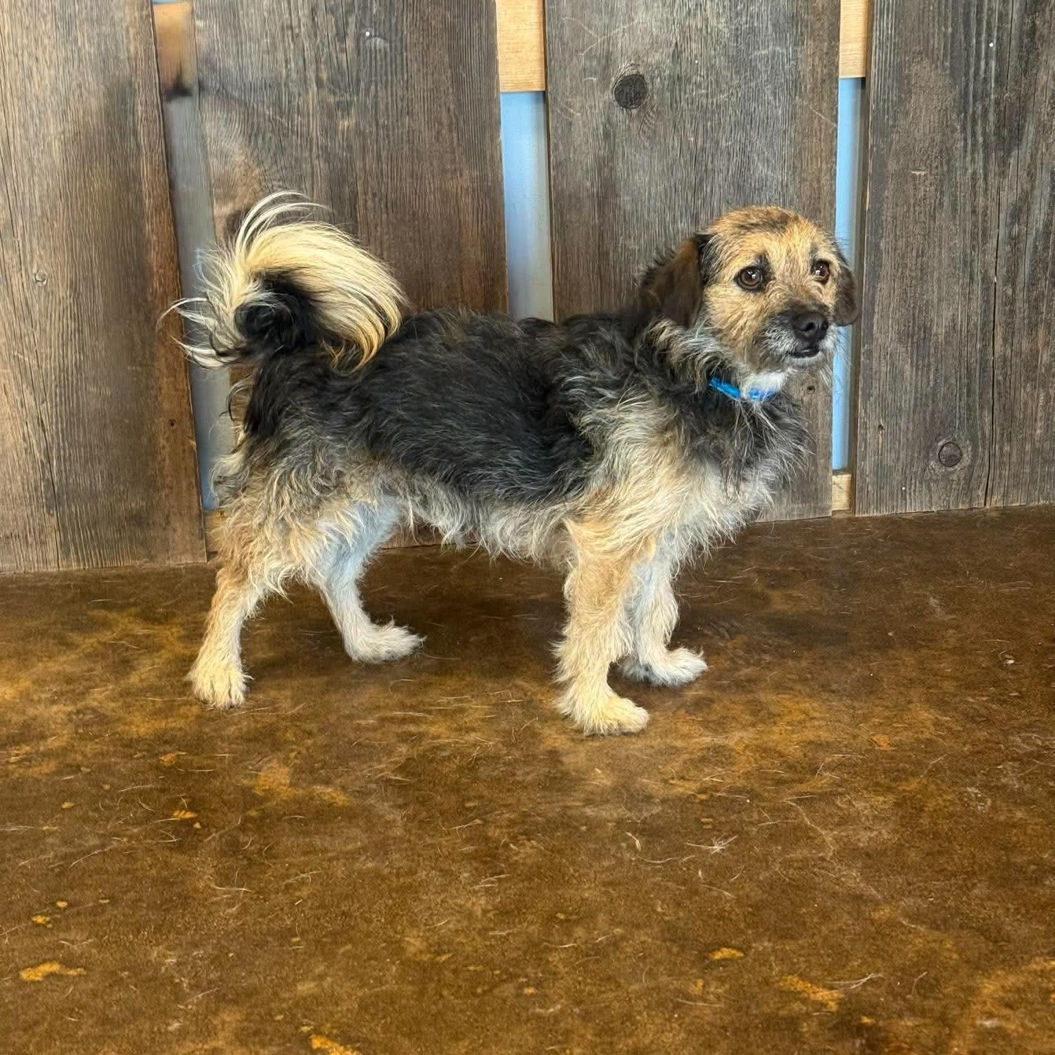 Enlarge PETIE 425, a Adoptable mixed breed in Milwaukee, WI image 2/4