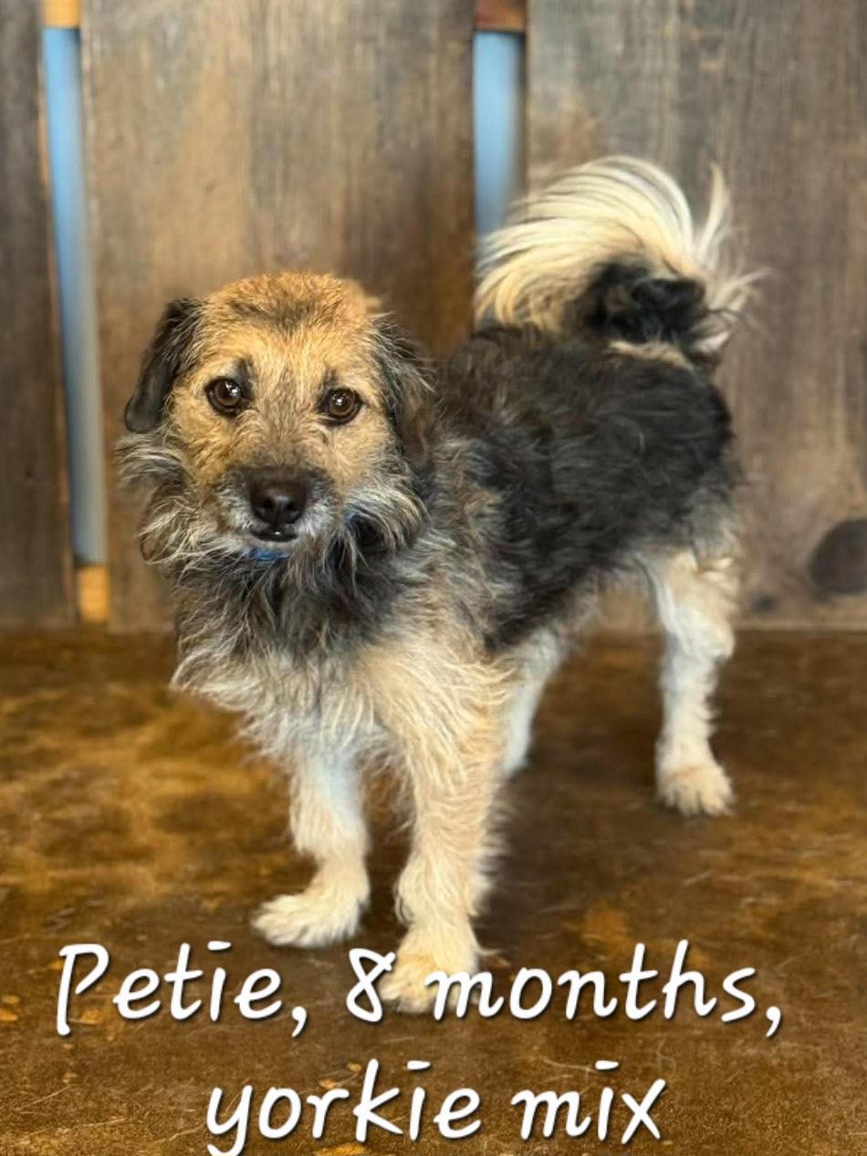 Enlarge PETIE 425, a Adoptable mixed breed in Milwaukee, WI image 3/4