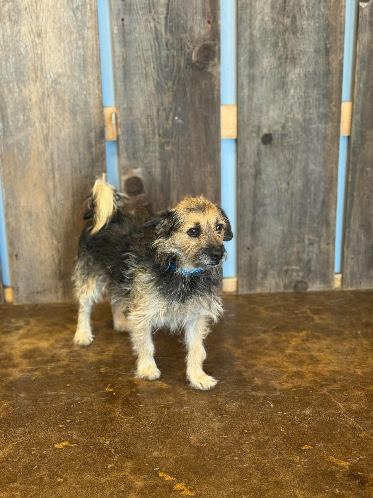 Enlarge PETIE 425, a Adoptable mixed breed in Milwaukee, WI image 4/4