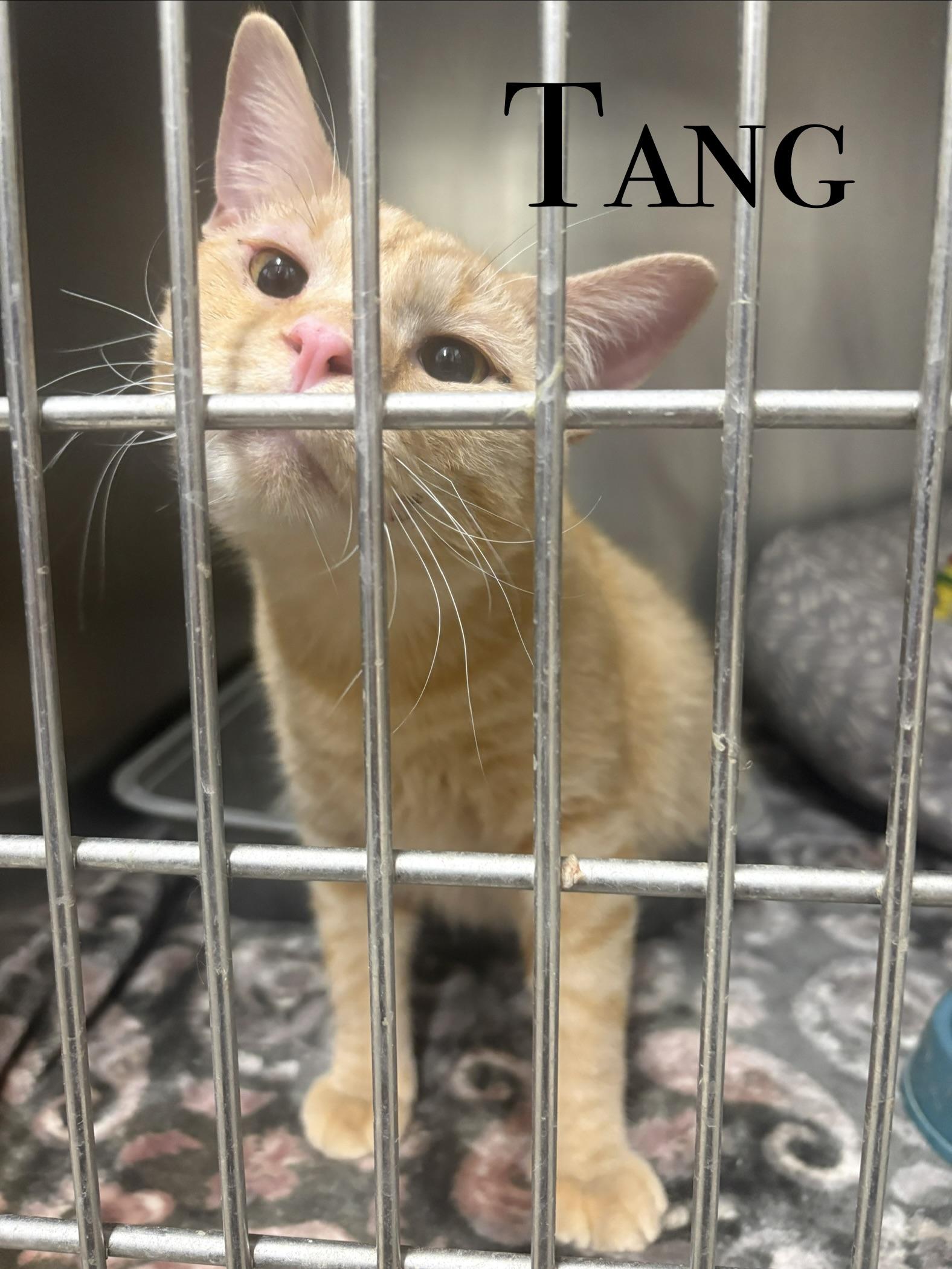 Enlarge Adult Cats, a Adoptable Domestic Short Hair in Craig, CO image 2/4