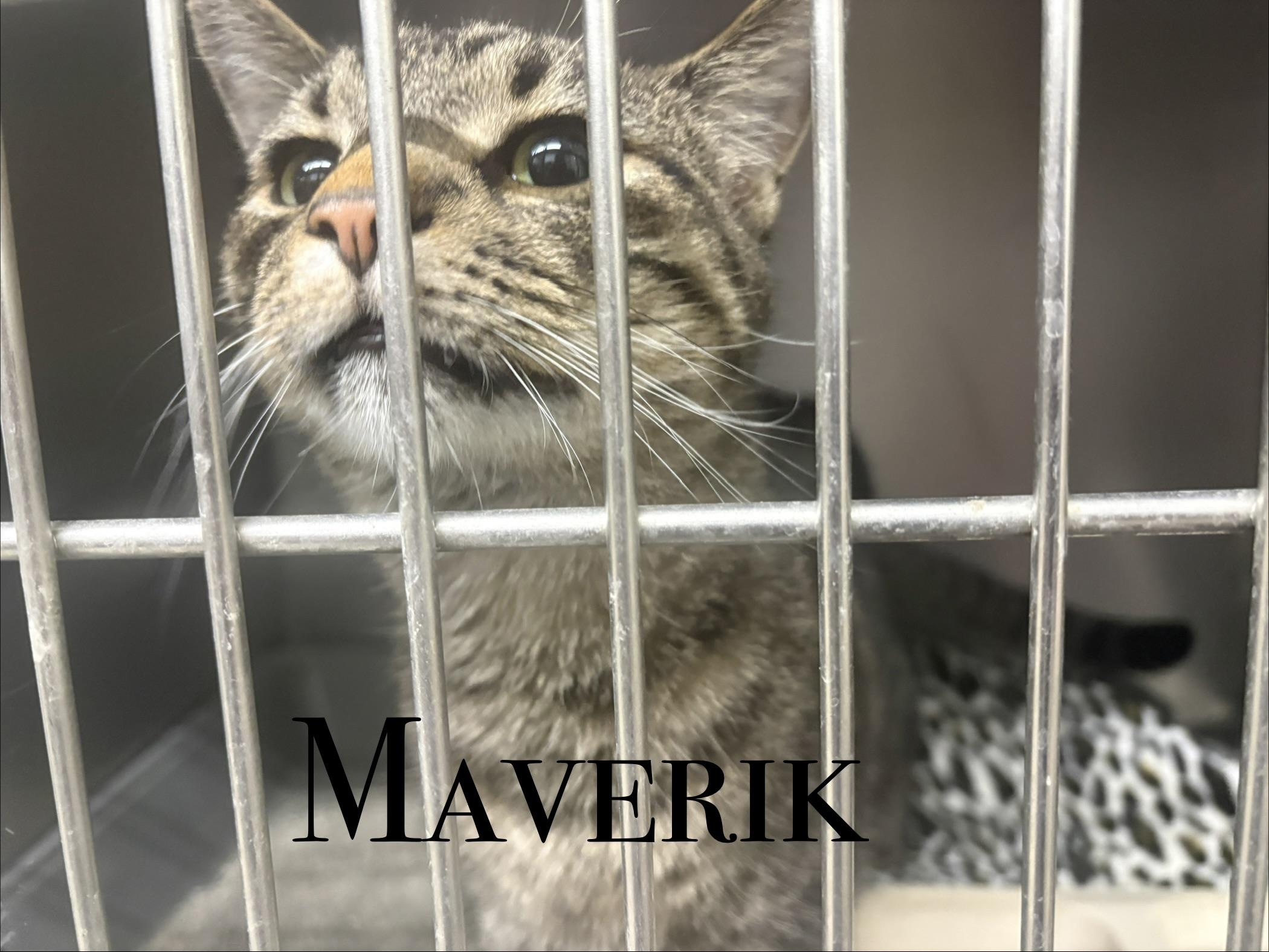 Enlarge Adult Cats, a Adoptable Domestic Short Hair in Craig, CO image 4/4