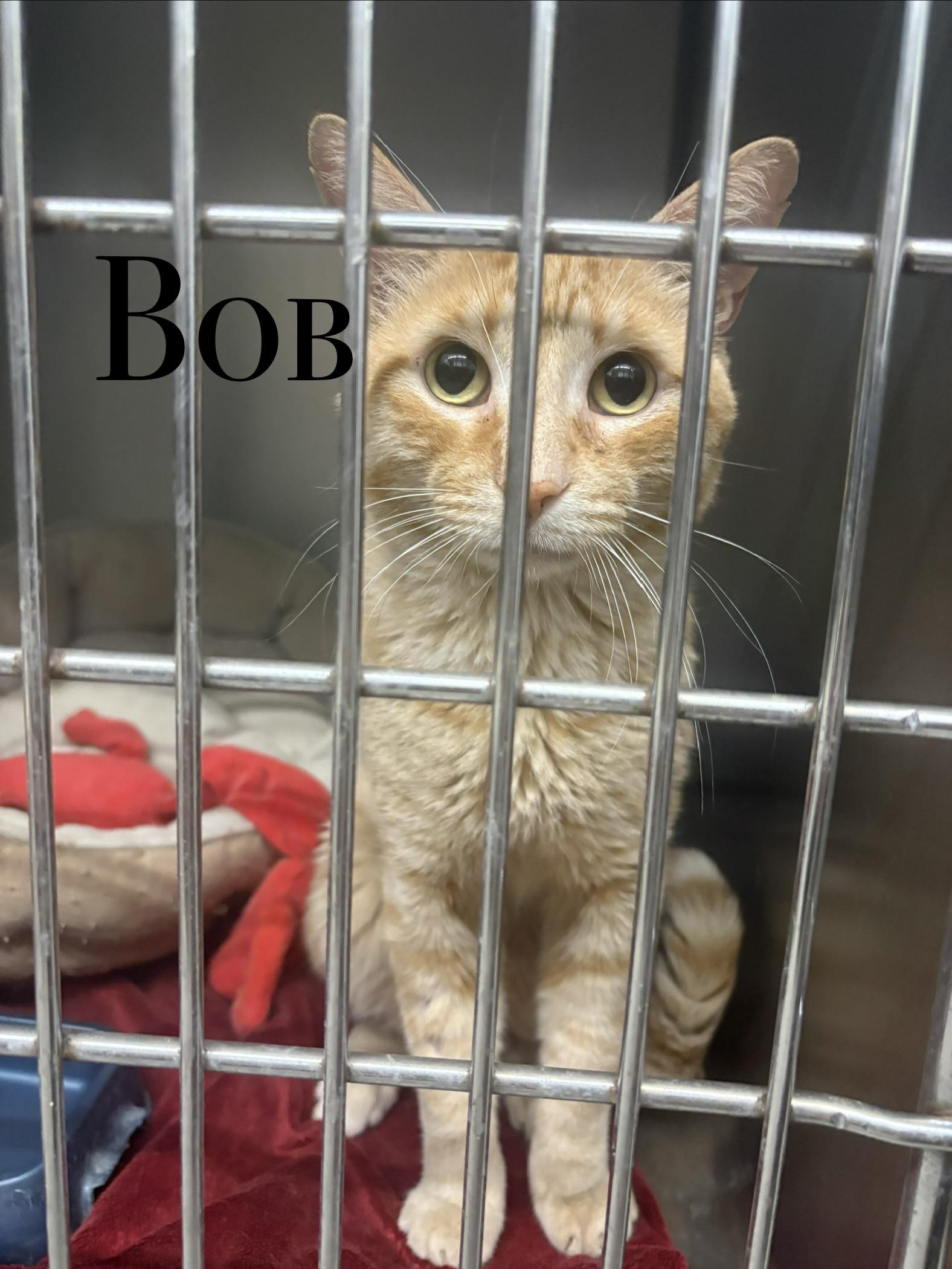 Enlarge Adult Cats, a Adoptable Domestic Short Hair in Craig, CO image 3/4
