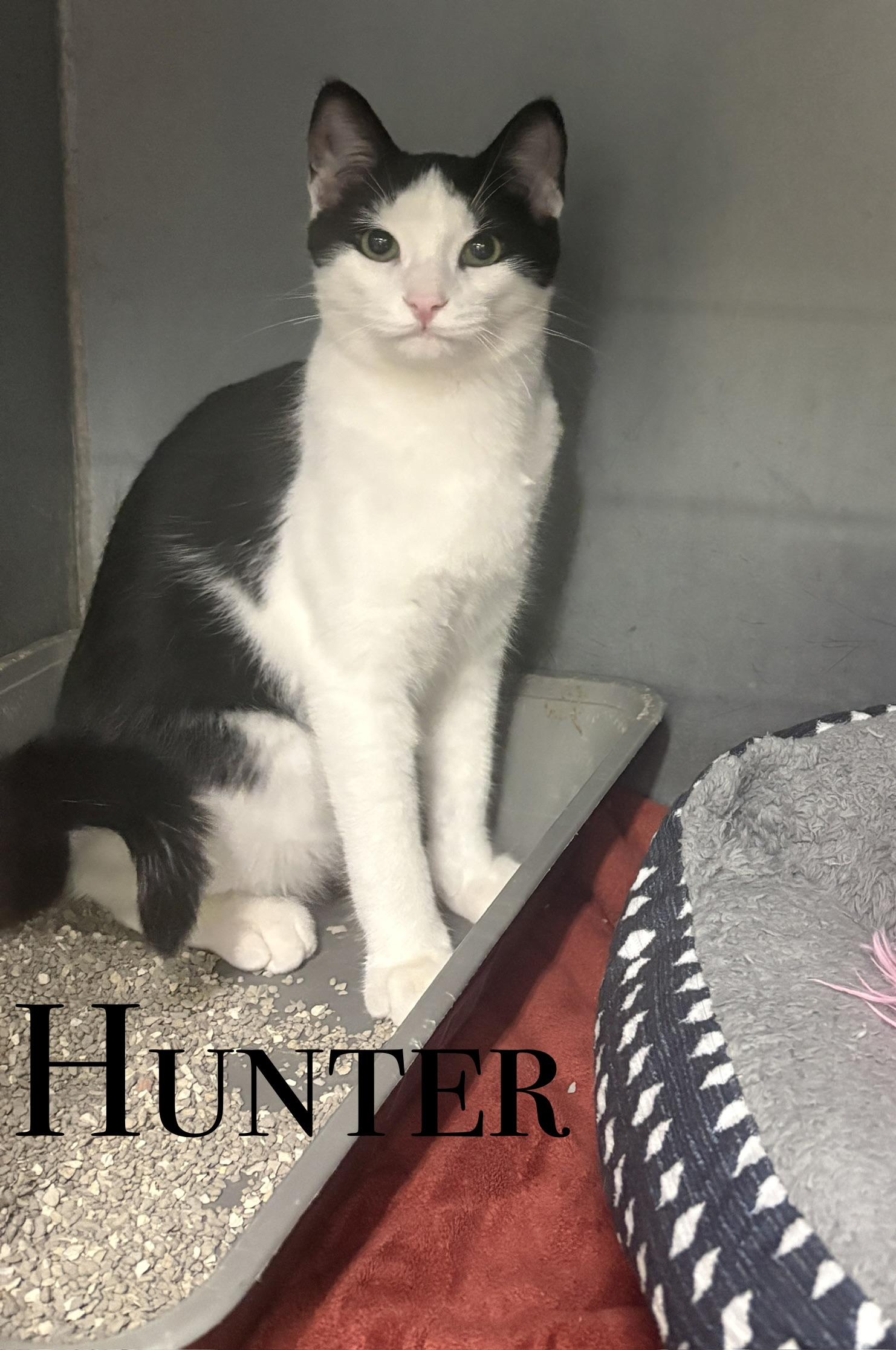 Adult Cats, Adoptable, Adult Male Domestic Short Hair.