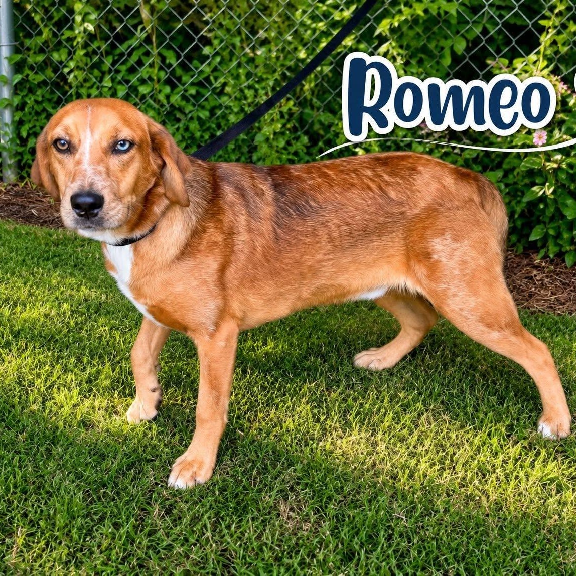 Enlarge Romeo, a Adoptable Mixed Breed in Winnfield, LA image 3/3