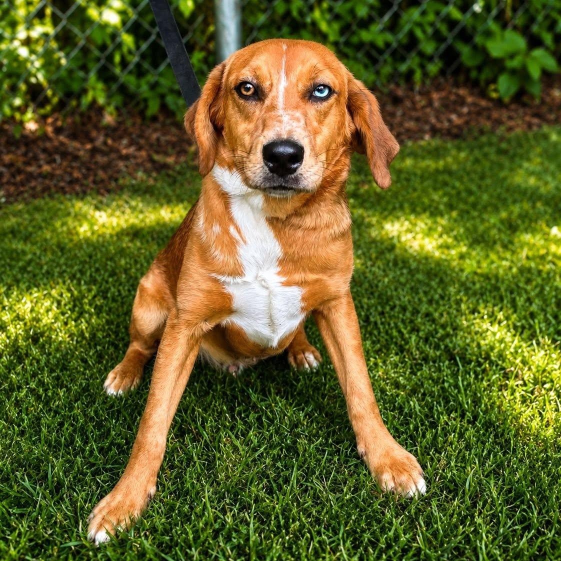 Enlarge Romeo, a Adoptable Mixed Breed in Winnfield, LA image 2/3