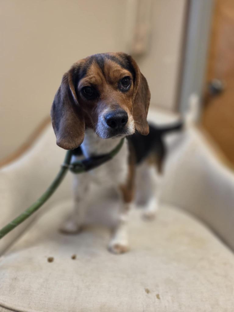 Enlarge Karina, a Adopted Beagle in Sprakers, NY image 1/1