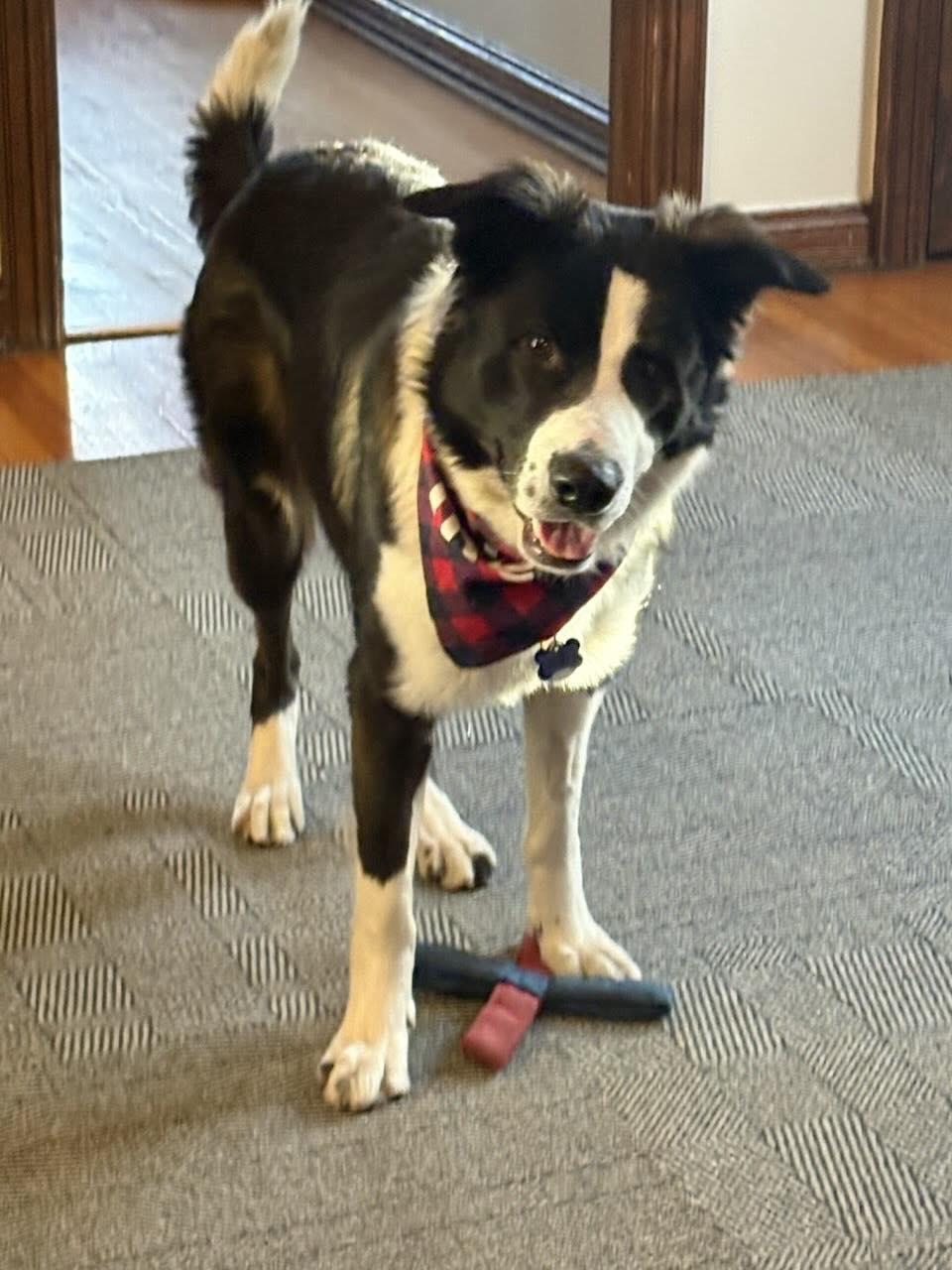 Hoss, Adoptable, Young Male German Shepherd Dog & Collie.