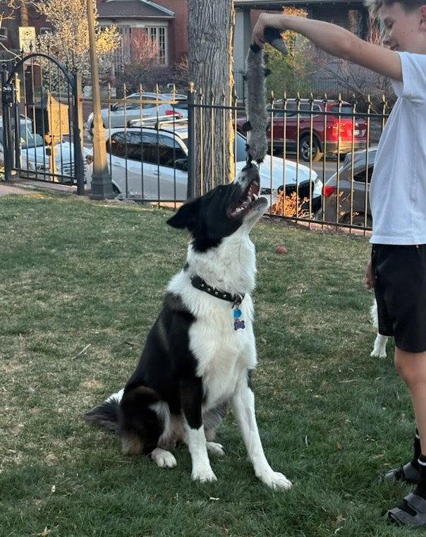 Enlarge Hoss, a Adoptable mixed breed in Winter Park, CO image 2/3