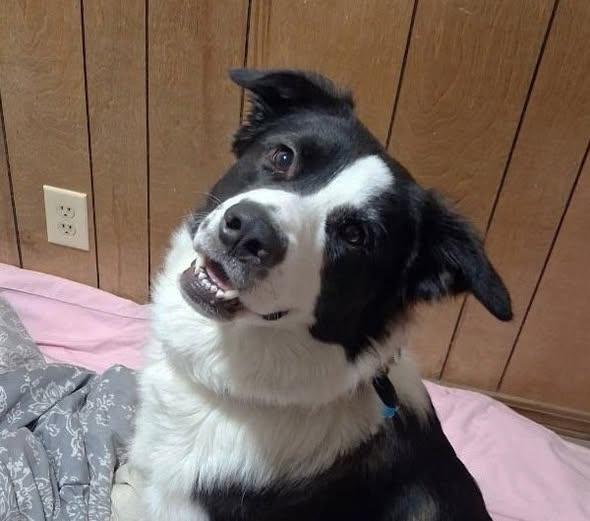 Enlarge Hoss, a Adoptable mixed breed in Winter Park, CO image 3/3