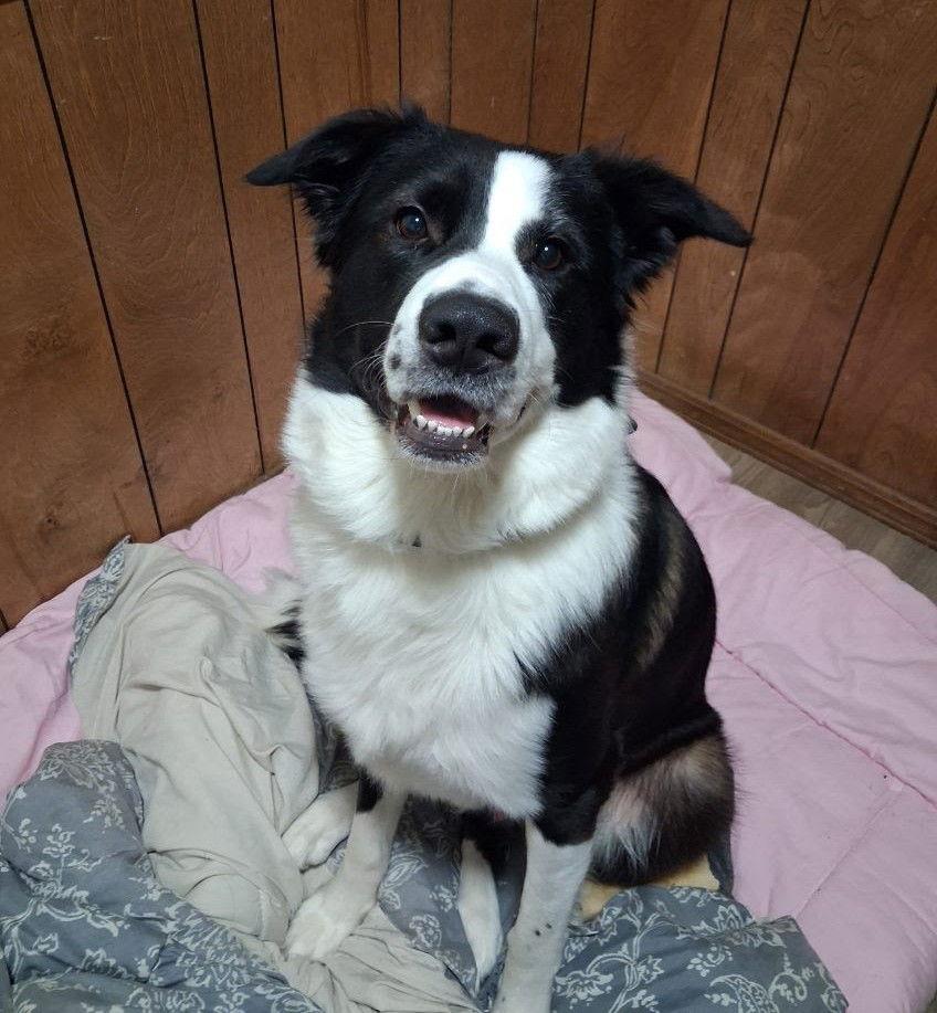 Enlarge Hoss, a Adoptable mixed breed in Winter Park, CO image 1/1