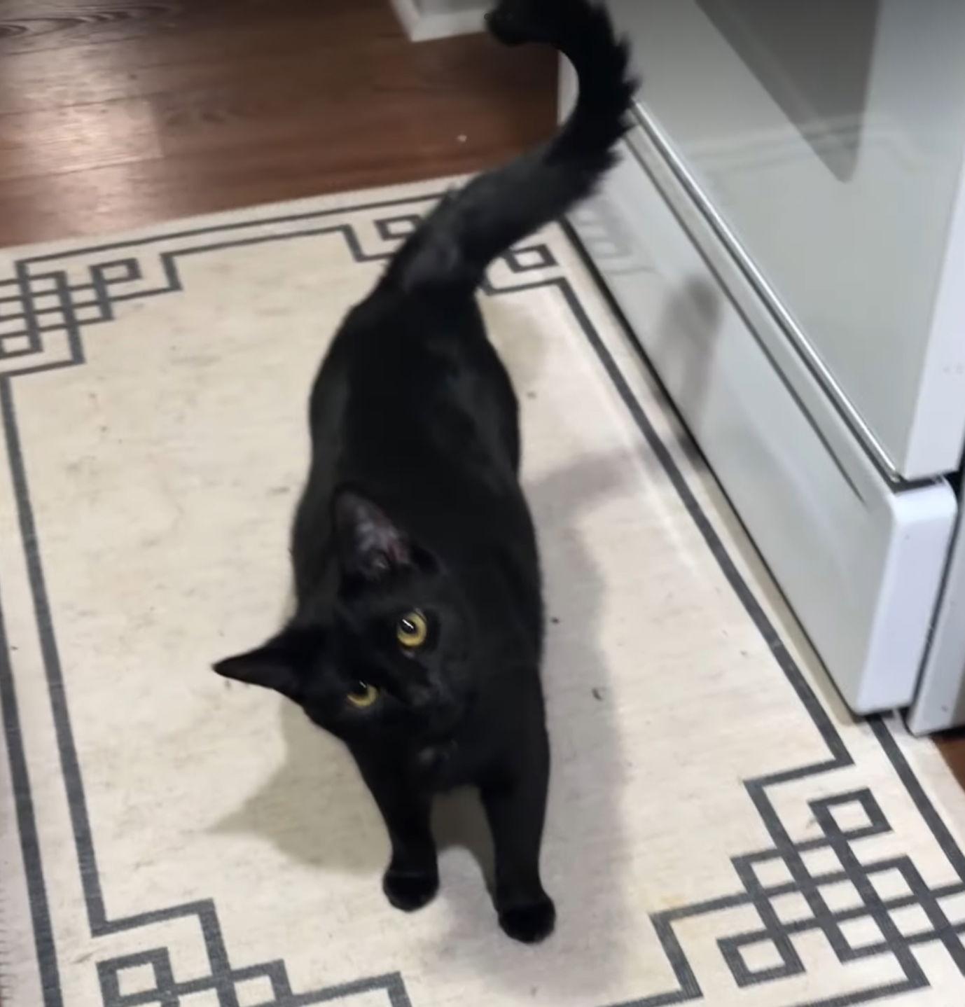 Enlarge Sunflower, a Adoptable Domestic Short Hair in Walled Lake, MI image 1/3