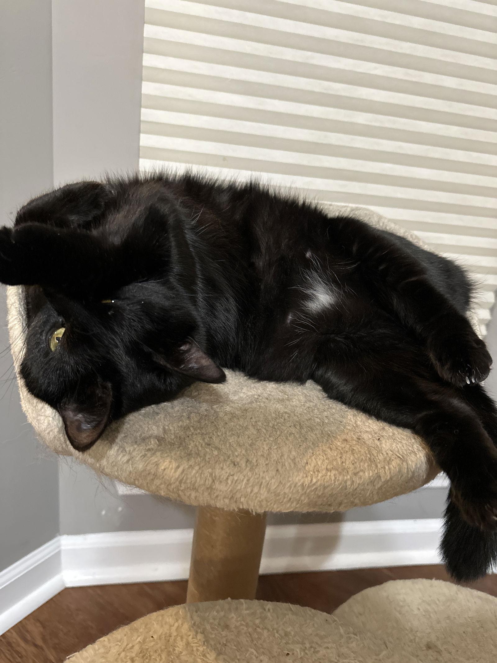 Enlarge Sunflower, a Adoptable Domestic Short Hair in Walled Lake, MI image 1/3