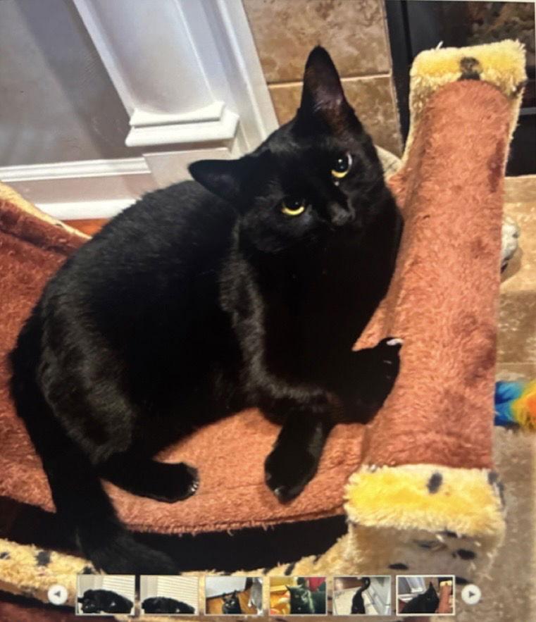 Enlarge Sunflower, a Adoptable Domestic Short Hair in Walled Lake, MI image 2/3