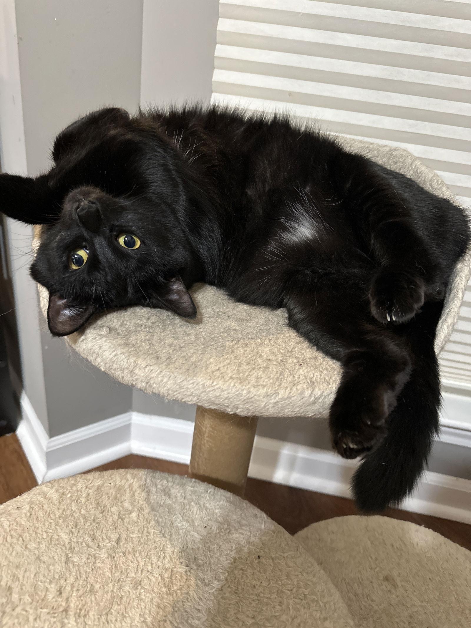 Sunflower, Adoptable, Young Female Domestic Short Hair.