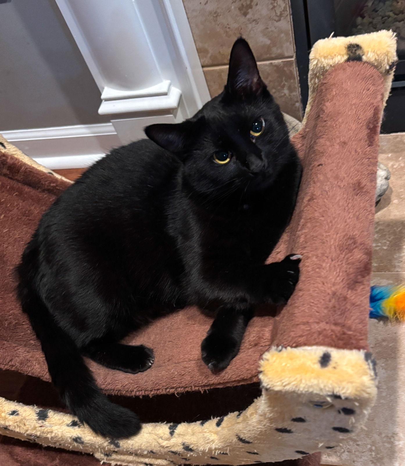 Enlarge Sunflower, a Adoptable Domestic Short Hair in Walled Lake, MI image 2/3