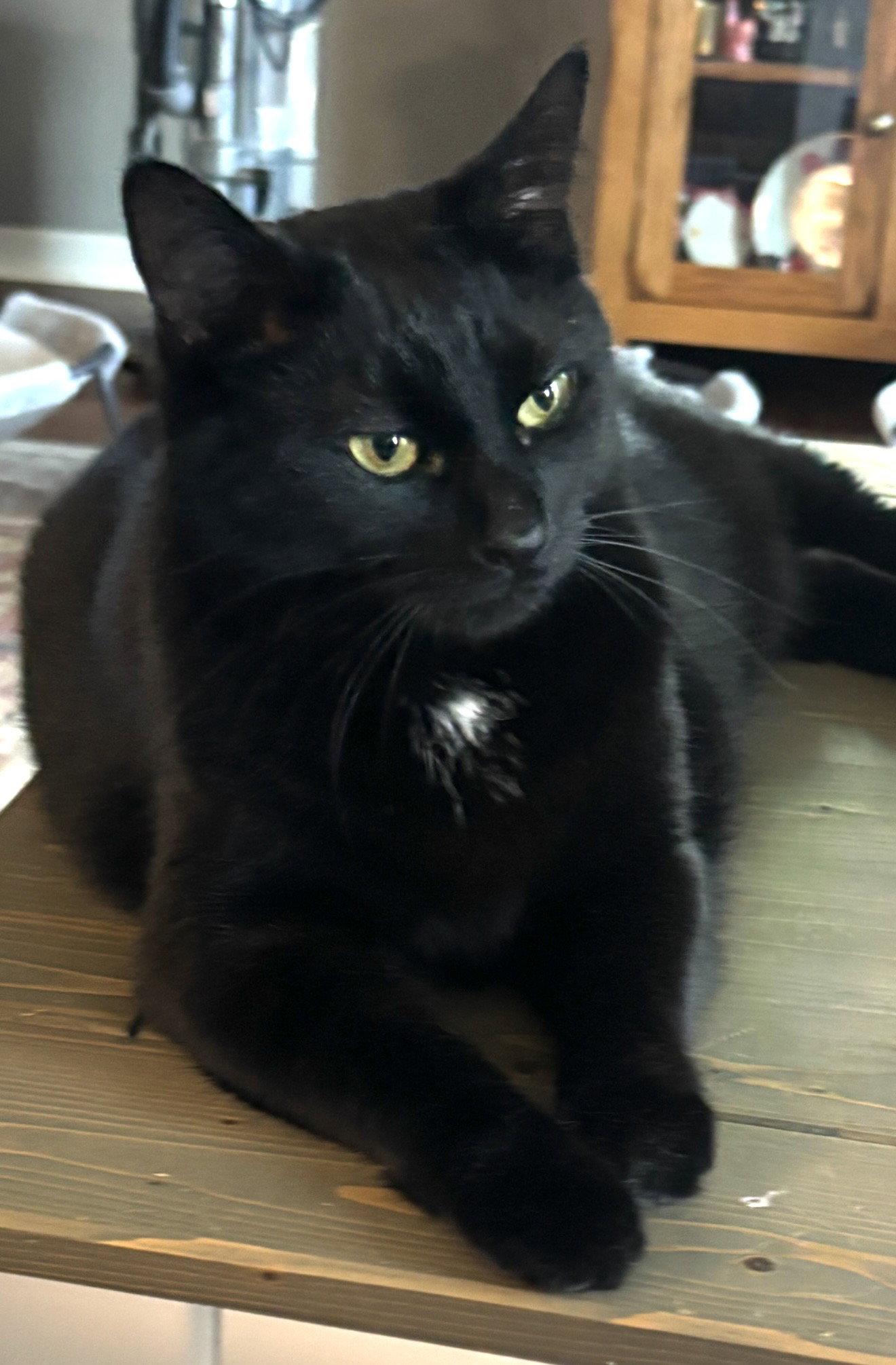 Sunflower, a Adoptable Domestic Short Hair in Walled Lake, MI image 2/3