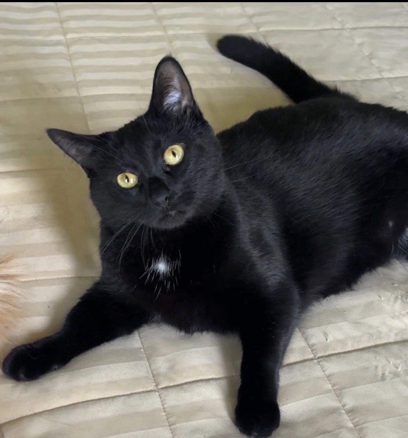 Sunflower, a Adoptable Domestic Short Hair in Walled Lake, MI image 3/3