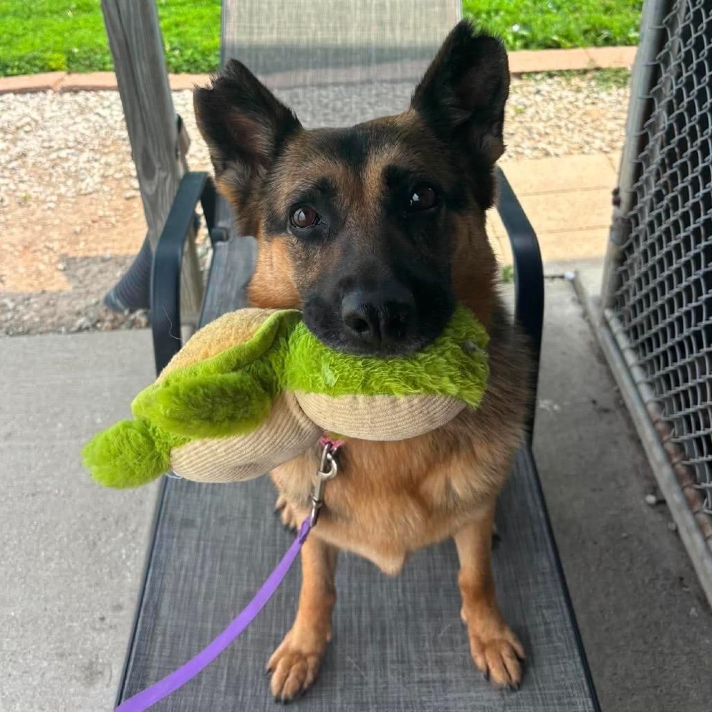 Maizey, Adoptable, Adult Female Mixed Breed.