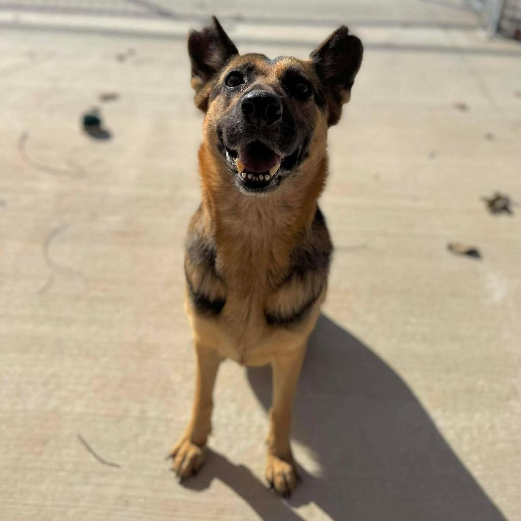 Maizey, Adoptable, Adult Female Mixed Breed.
