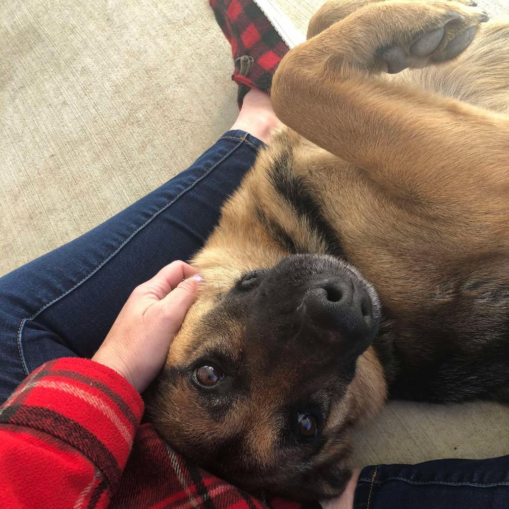 Maizey, a Adoptable Mixed Breed in Edwardsville, IL image 3/6