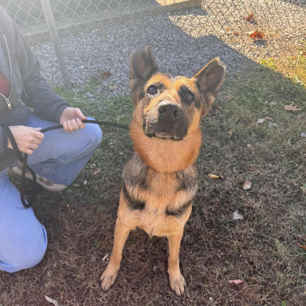 Maizey, a Adoptable Mixed Breed in Edwardsville, IL image 5/6