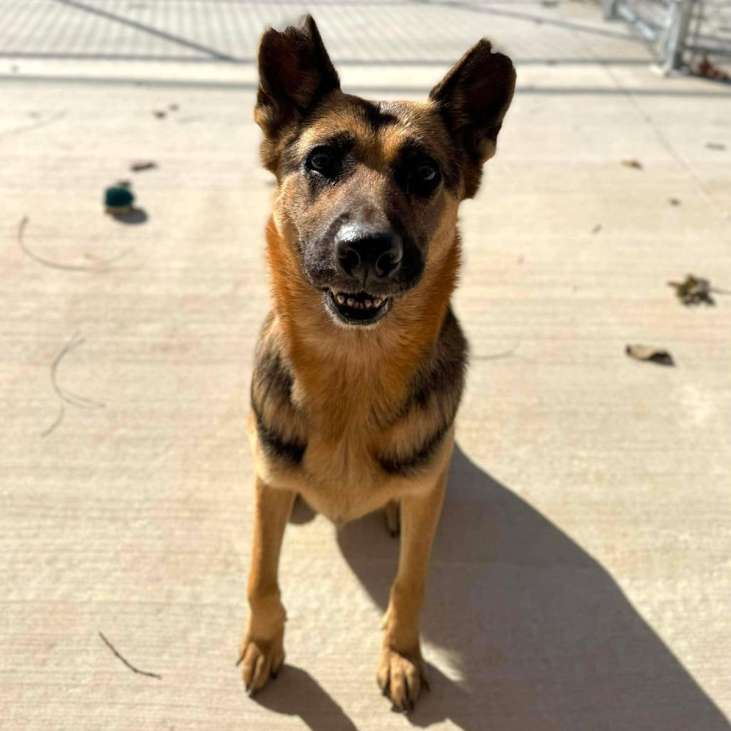 Maizey, a Adoptable Mixed Breed in Edwardsville, IL image 6/6
