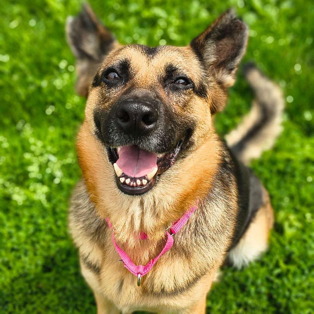Maizey, a Adoptable Mixed Breed in Edwardsville, IL image 6/6