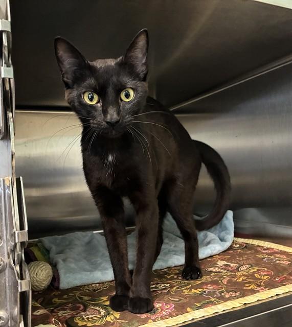 AVA, Adoptable, Young Female Domestic Short Hair.