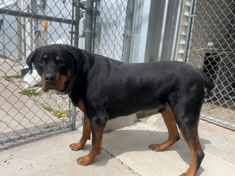 Enlarge Zeus, a Adopted Rottweiler in St. Ignace, MI image 1/1