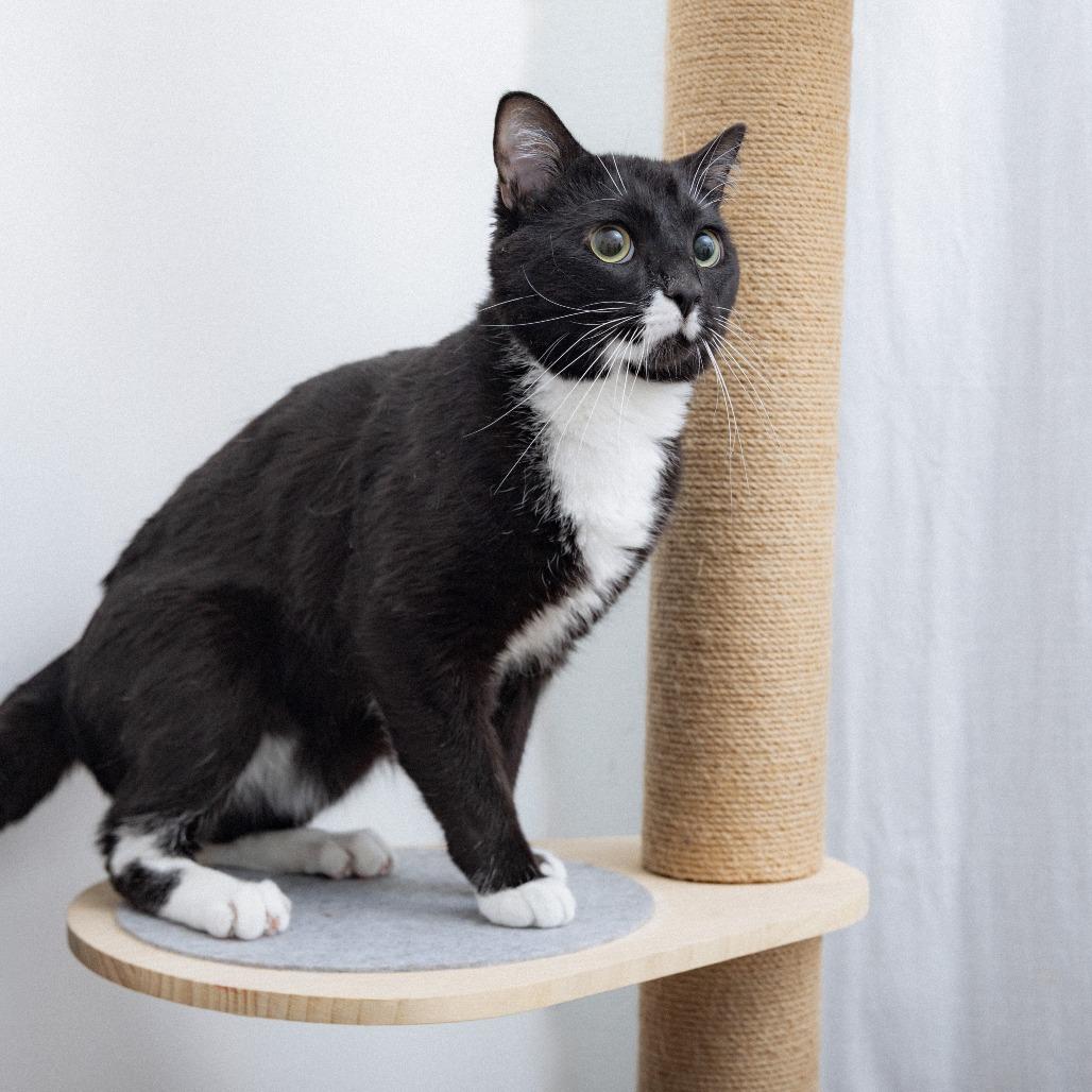 Yoshi, a Adoptable Domestic Short Hair in Los Angeles, CA image 1/2