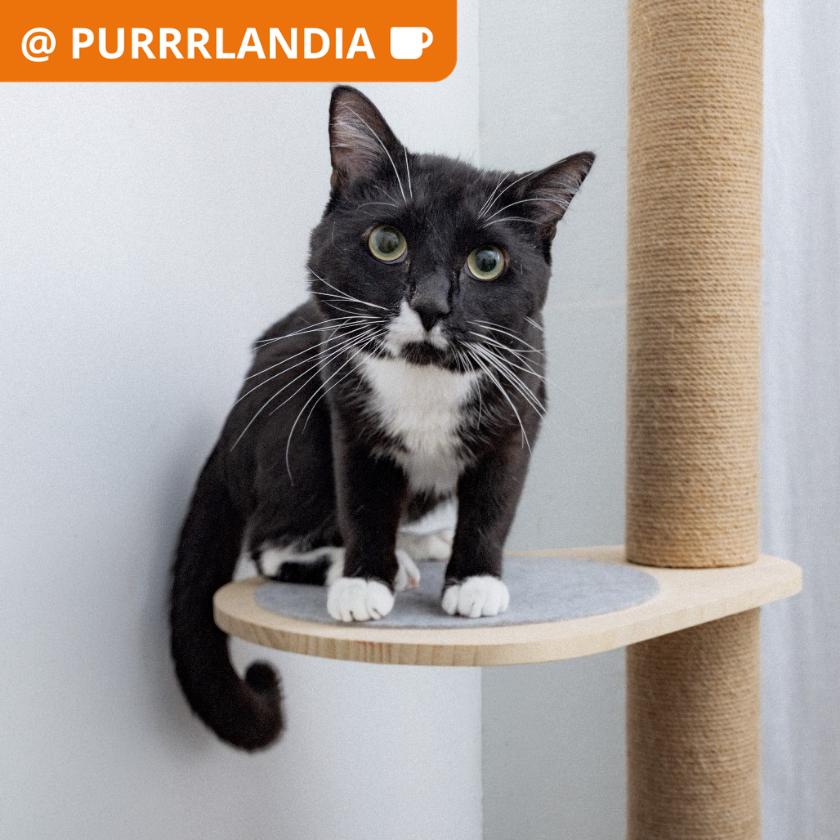Yoshi, a Adoptable Domestic Short Hair in Los Angeles, CA image 2/2