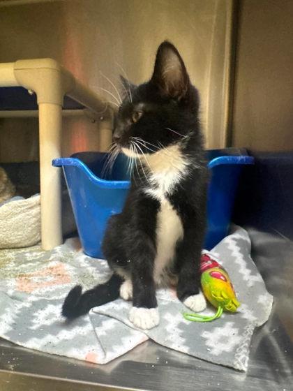 Mako, Adoptable, Kitten Male Domestic Short Hair & Domestic Short Hair.