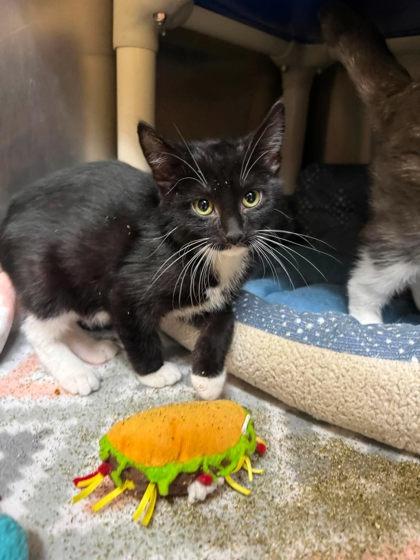 Enlarge Mako, a Adoptable mixed breed in Scottsbluff, NE image 2/3