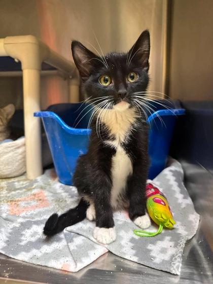 Enlarge Mako, a Adoptable mixed breed in Scottsbluff, NE image 3/3