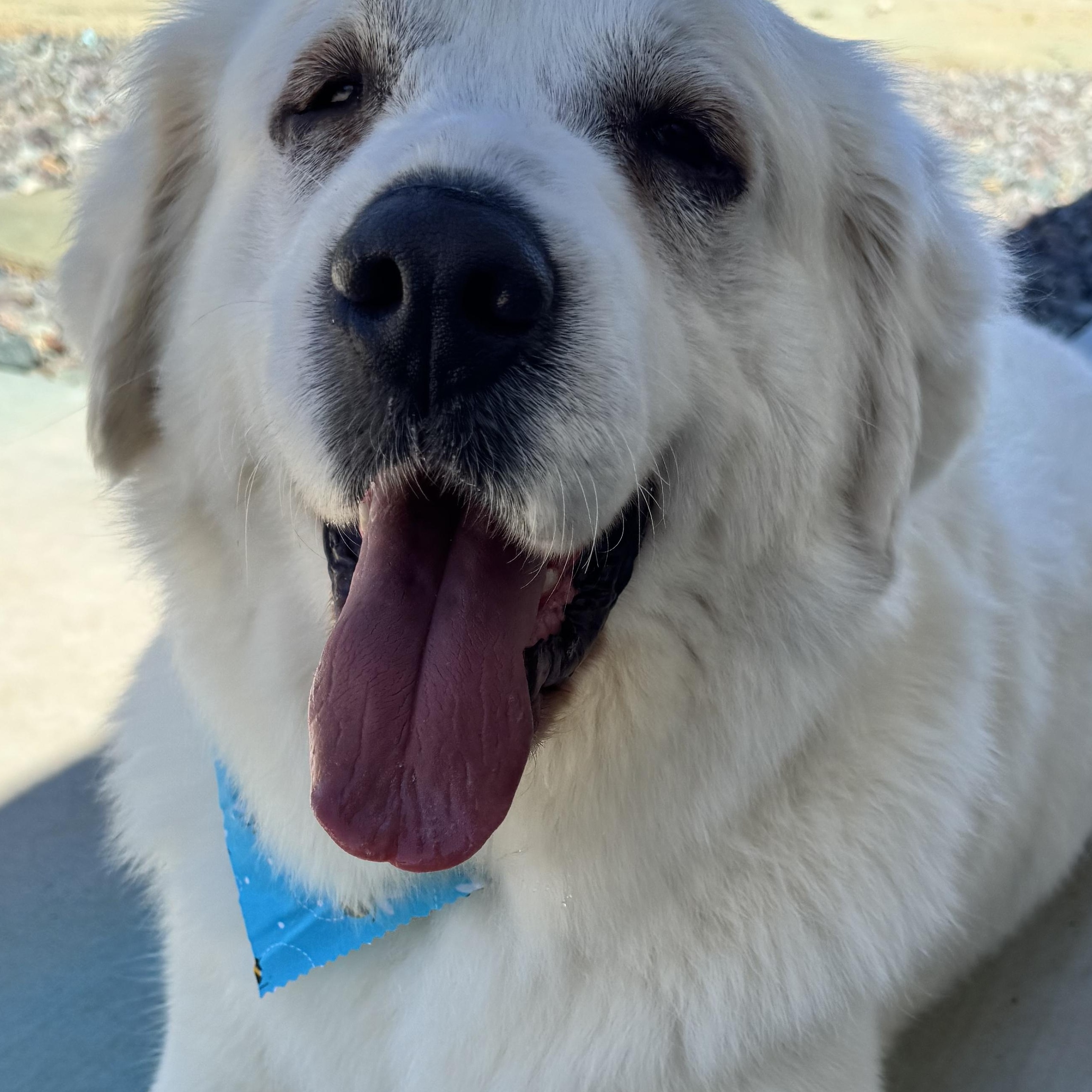 Paloma, a ADOPTABLE Great Pyrenees in Van Nuys, CA image 3/5
