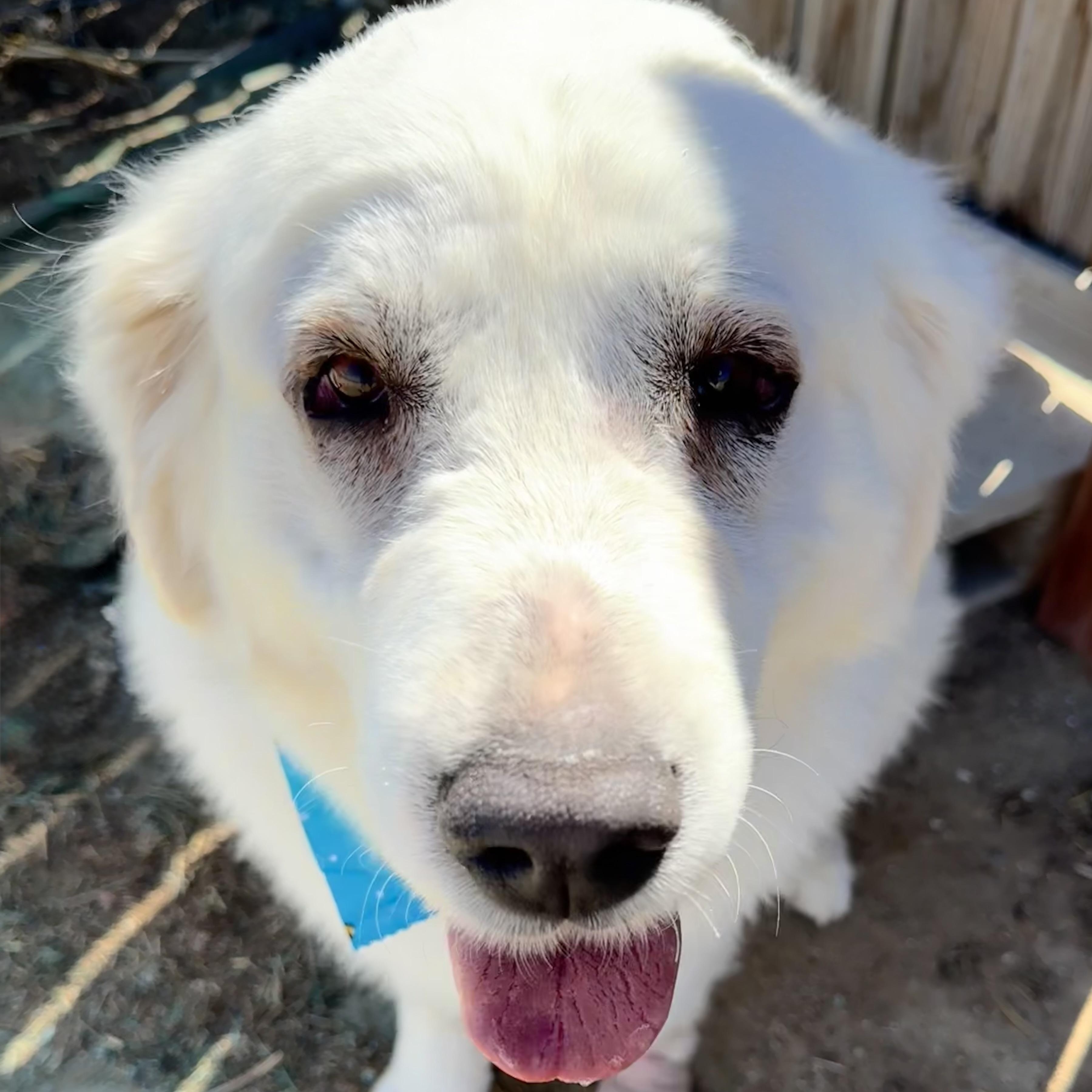 Paloma, a ADOPTABLE Great Pyrenees in Van Nuys, CA image 1/5