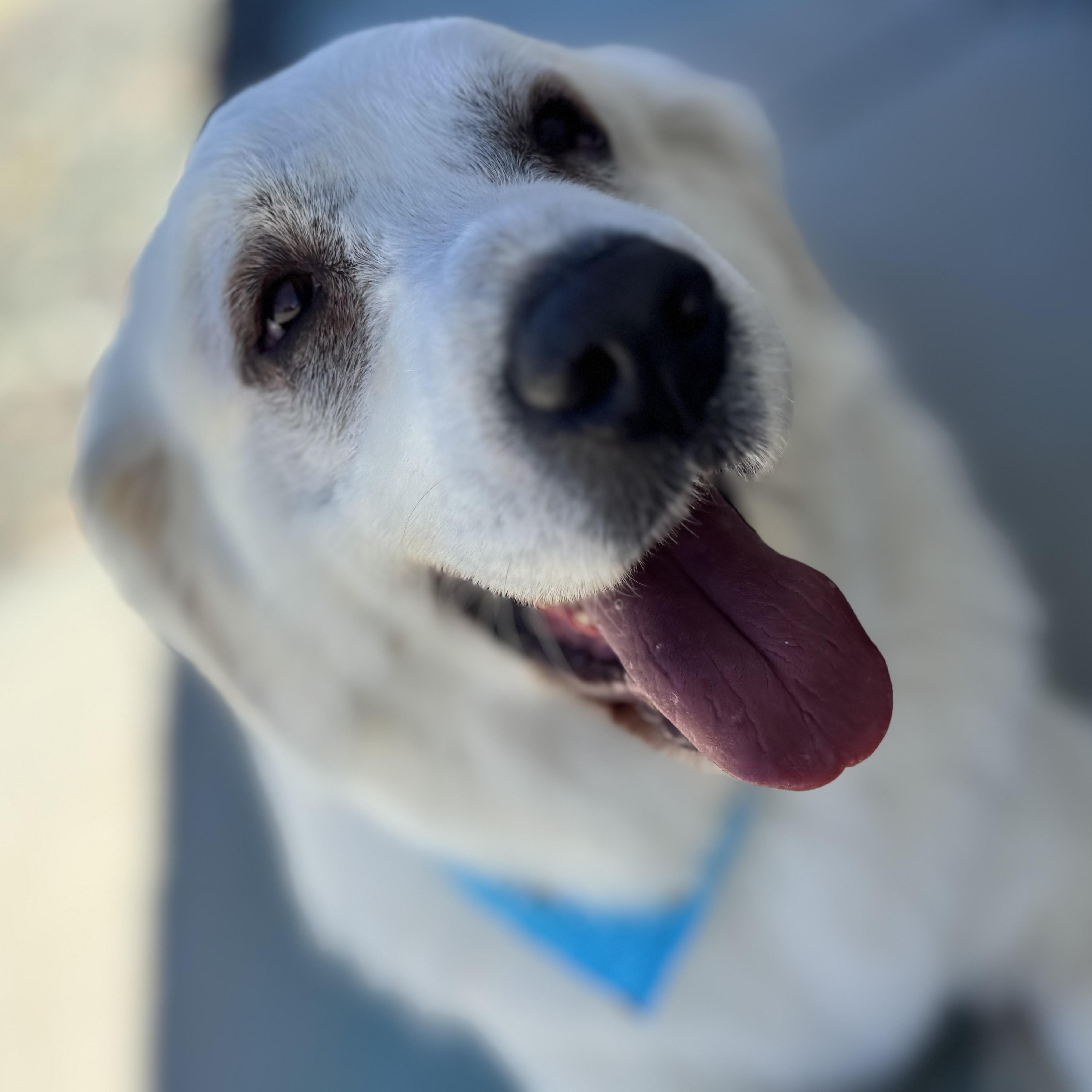 Paloma, a ADOPTABLE Great Pyrenees in Van Nuys, CA image 5/5