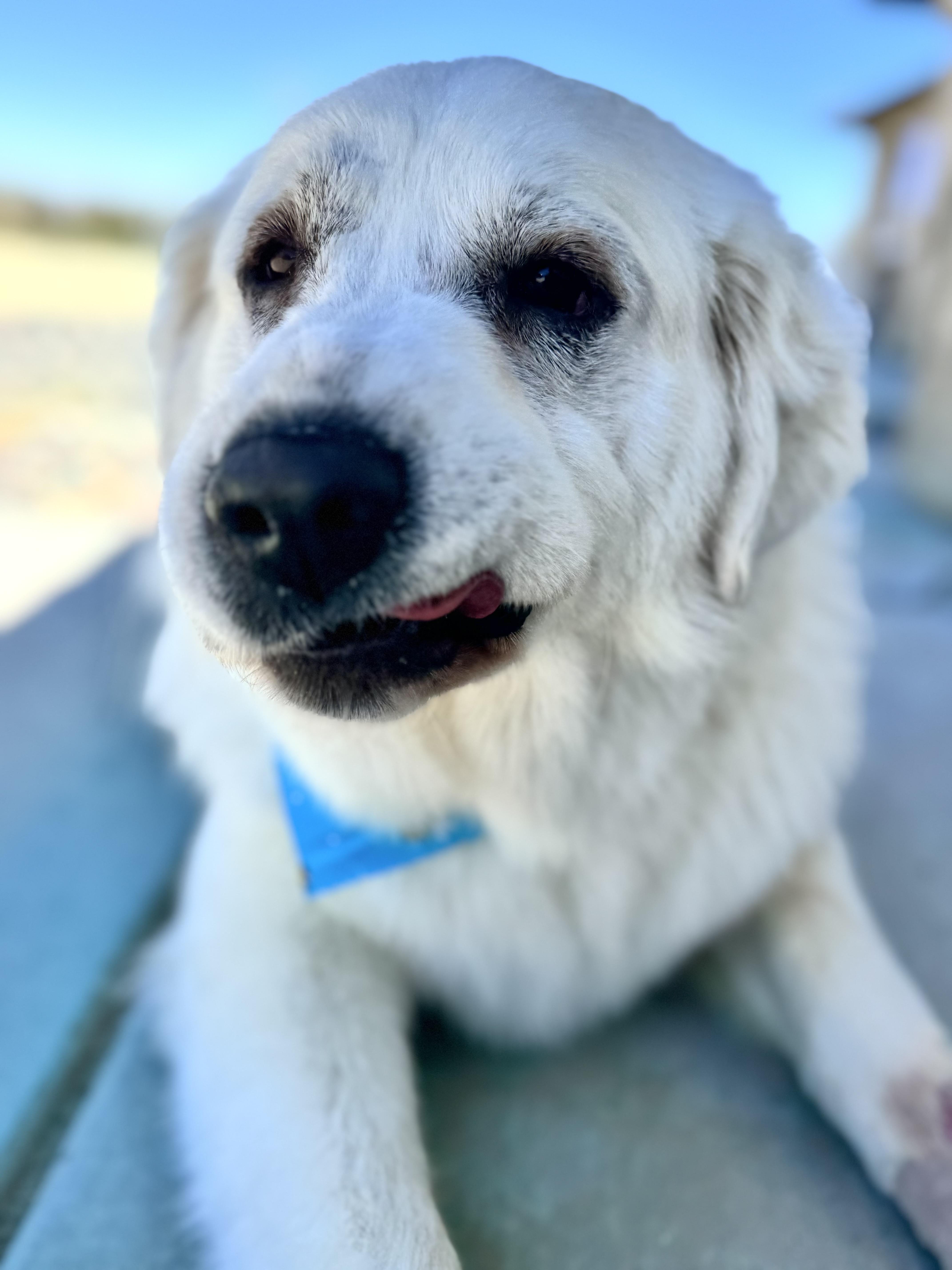Paloma, a ADOPTABLE Great Pyrenees in Van Nuys, CA image 4/5