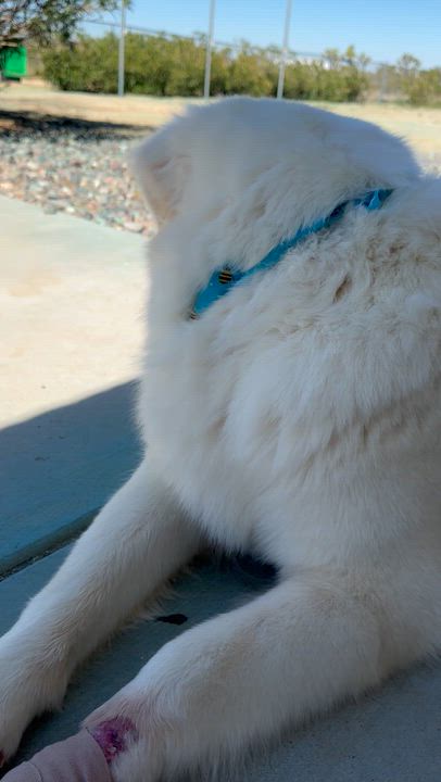 Enlarge Paloma, a ADOPTABLE Great Pyrenees in Van Nuys, CA video 2/5