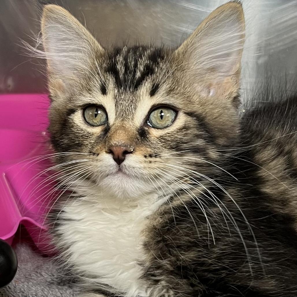 Enlarge Rick Roll, a Adoptable Domestic Short Hair in Palm Springs, CA image 1/3