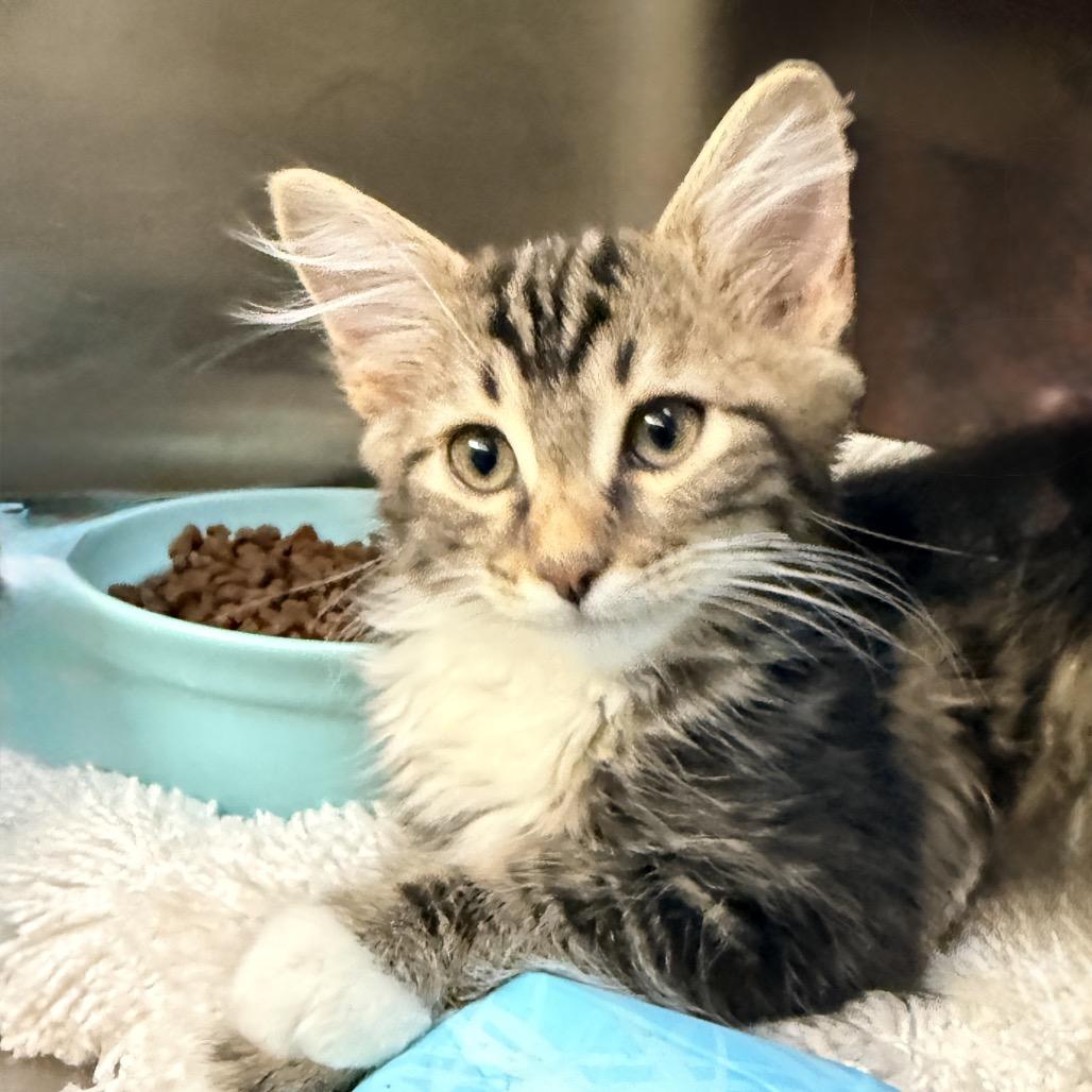 Enlarge Rick Roll, a Adoptable Domestic Short Hair in Palm Springs, CA image 2/3