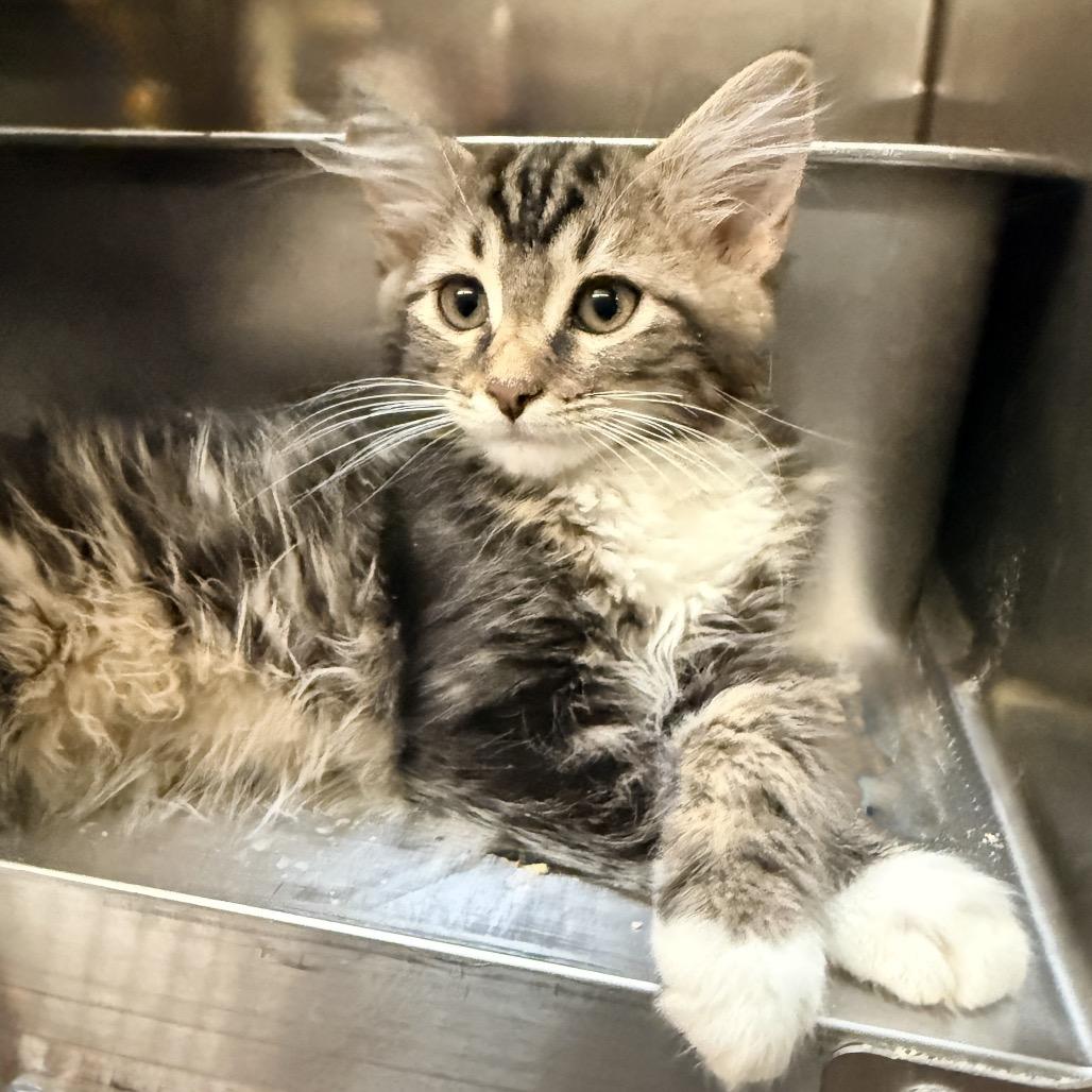 Enlarge Rick Roll, a Adoptable Domestic Short Hair in Palm Springs, CA image 3/3