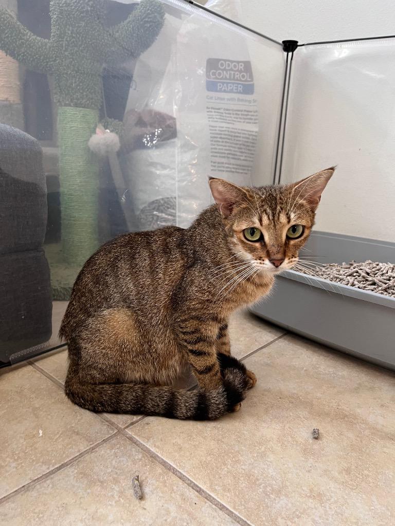 Aretha, Young Female Domestic Short Hair