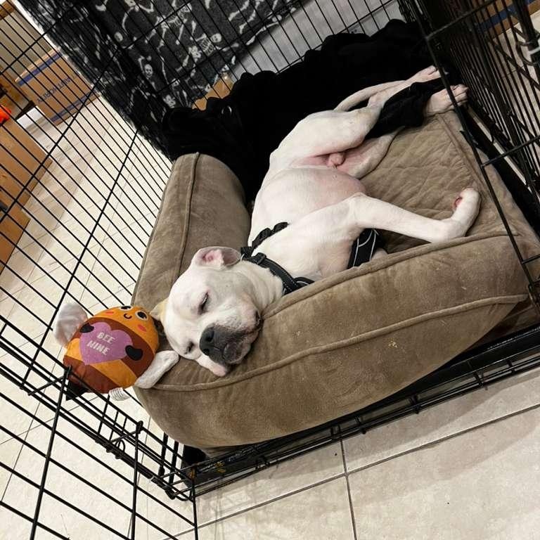 Enlarge Reff, a ADOPTABLE mixed breed in Miami, FL image 5/6