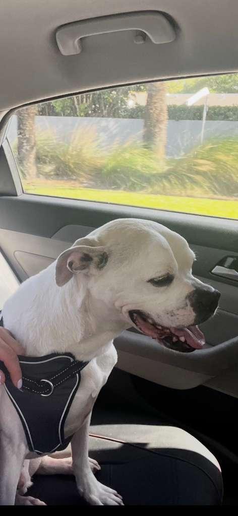 Enlarge Reff, a ADOPTABLE mixed breed in Miami, FL image 6/6