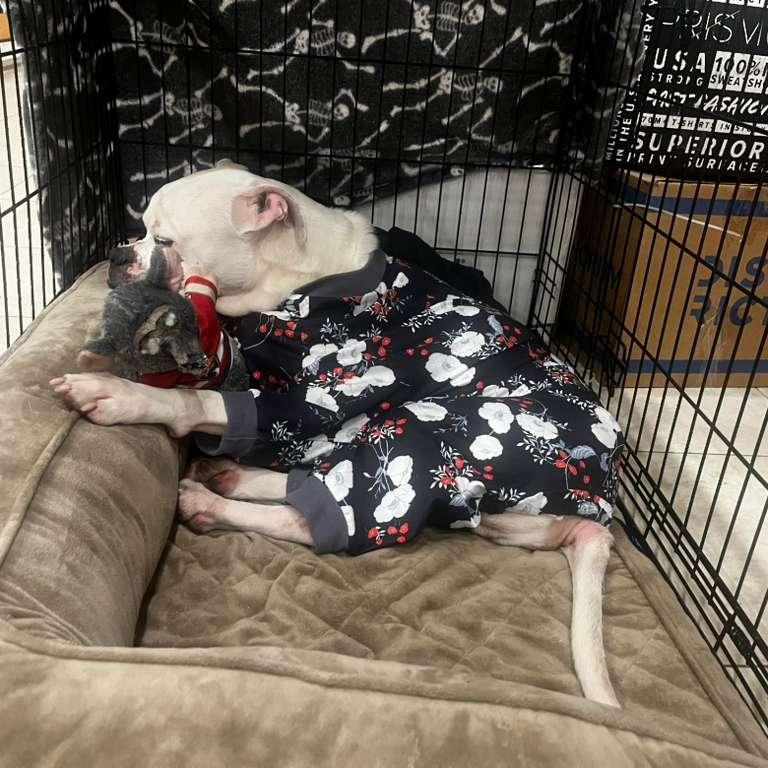 Enlarge Reff, a ADOPTABLE mixed breed in Miami, FL image 4/6