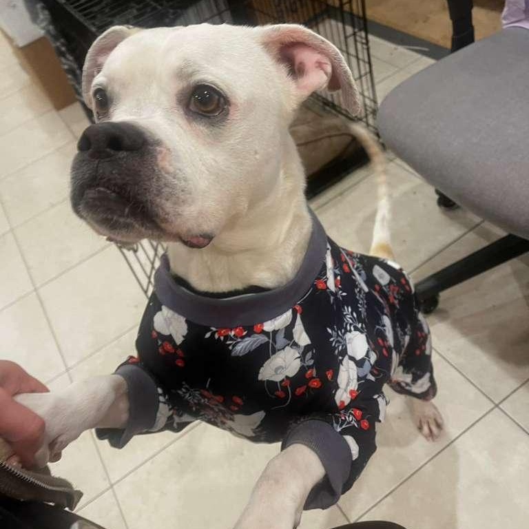 Enlarge Reff, a ADOPTABLE mixed breed in Miami, FL image 1/6